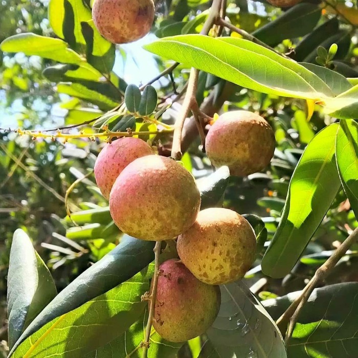 bibit kelengkeng pingpong okulasi