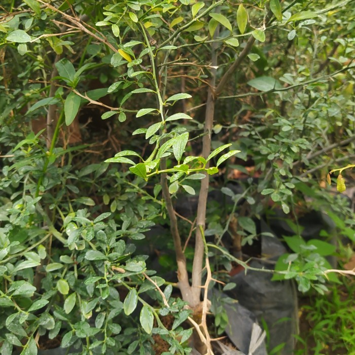 bibit tanaman jeruk KIMKIT