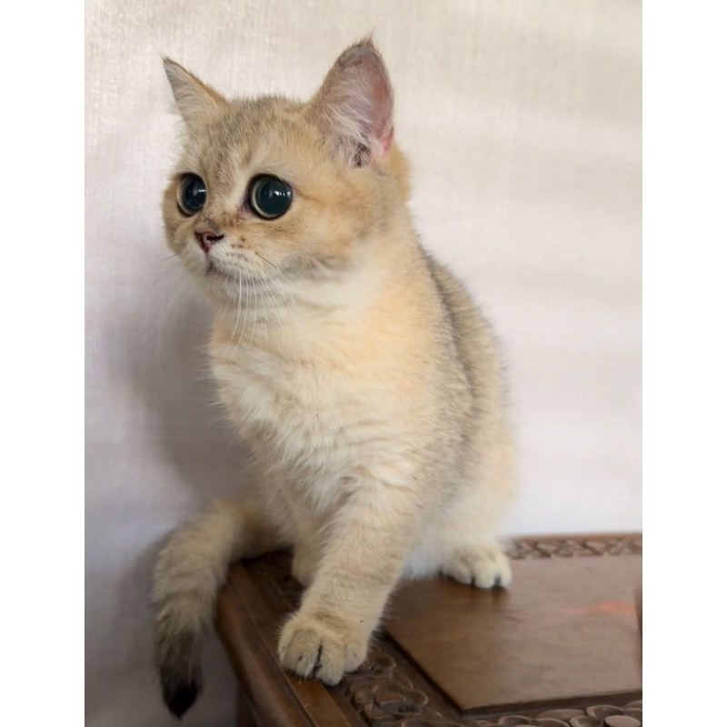 KUCING KITTEN BSH GOLDEN NY12 || KUCING KITTEN BRITISH SHORTHAIR GOLDEN MALE