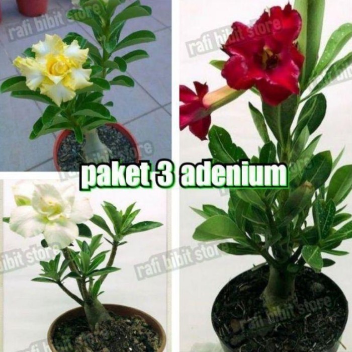 44521 PAKET 3 ADENIUM KAMBOJA BUNGA TUMPUK-BUNGA ADENIUM TUMPUK-PAKET