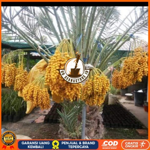 Bibit Pohon Kurma Tropis Jenis Ajwa / Bibit Buah Kurma Ajwa Asli Bibit Tanaman Super Unggul UD SEANA