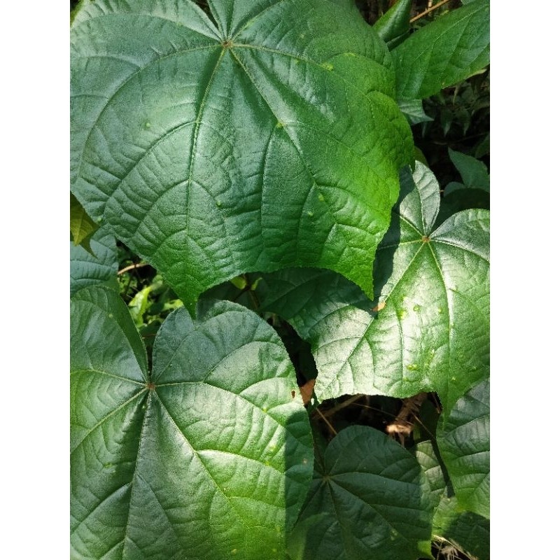 

Jamu Daun Waru Per 10 Helai Berkhasiat