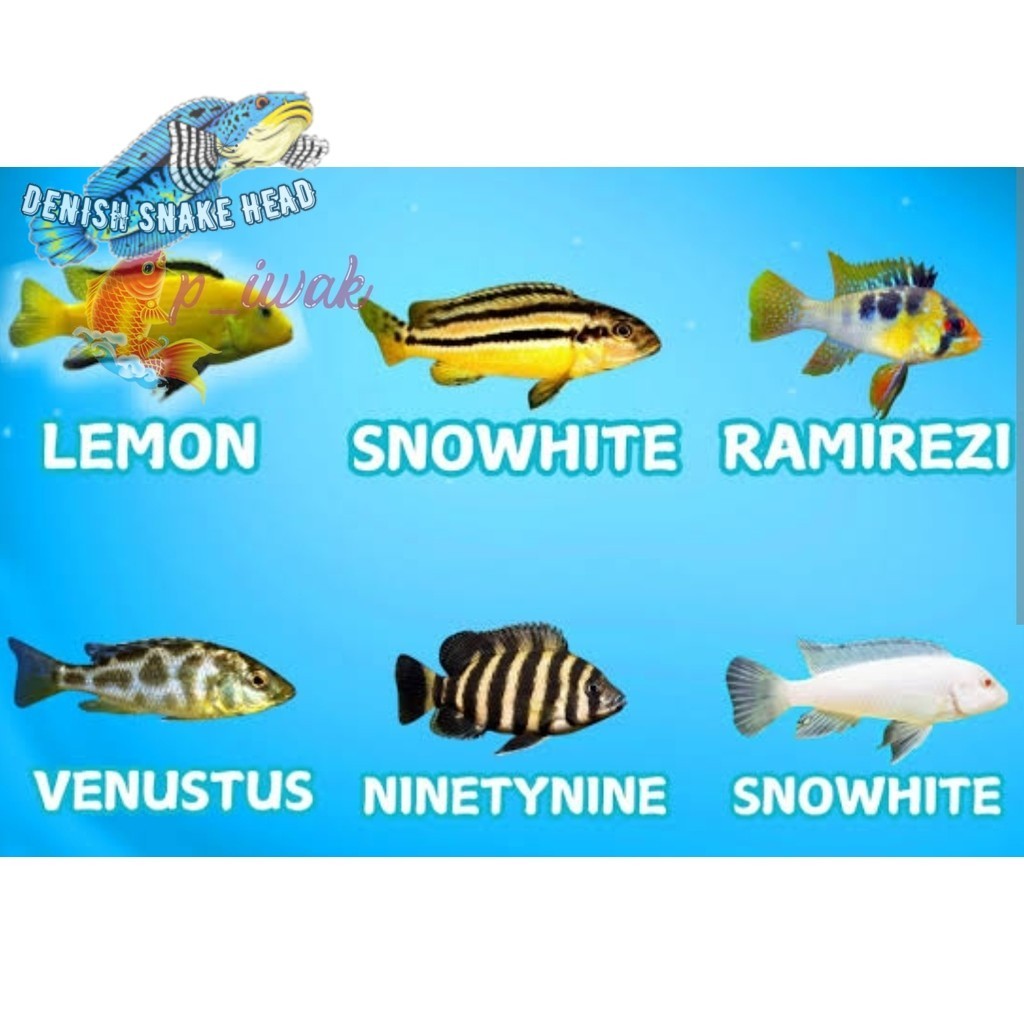Ikan Hias Lemon Niasa Snow White Blue Cichlid Aquarium kebutuhan aquarium mu
