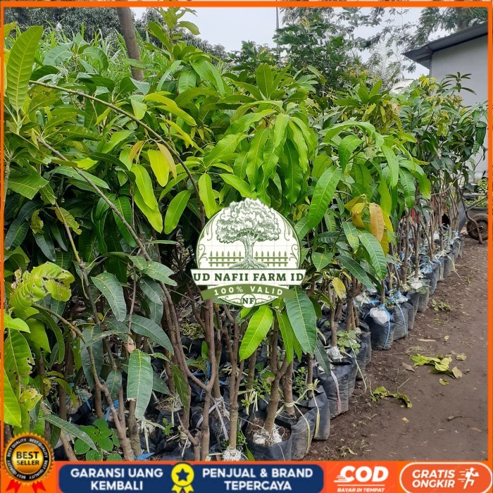 BIBIT TANAMAN BUAH MANGGA TINGGI 1,5 METER JENIS MAHATIR, KIOJAY DLL Bibit Tanaman Super Unggul UD N