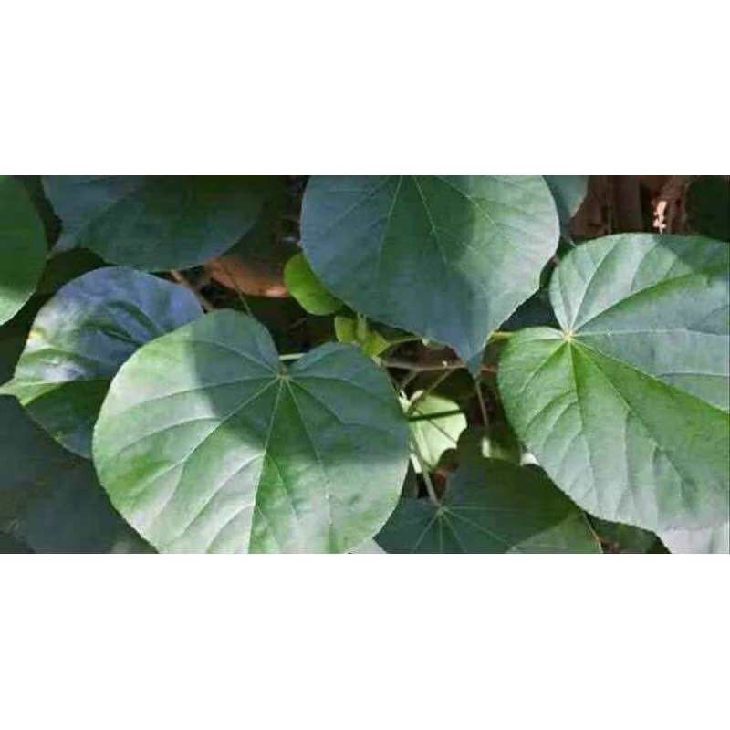 

Stok ready Ready daun waru segar 500gram Silahkan diorder