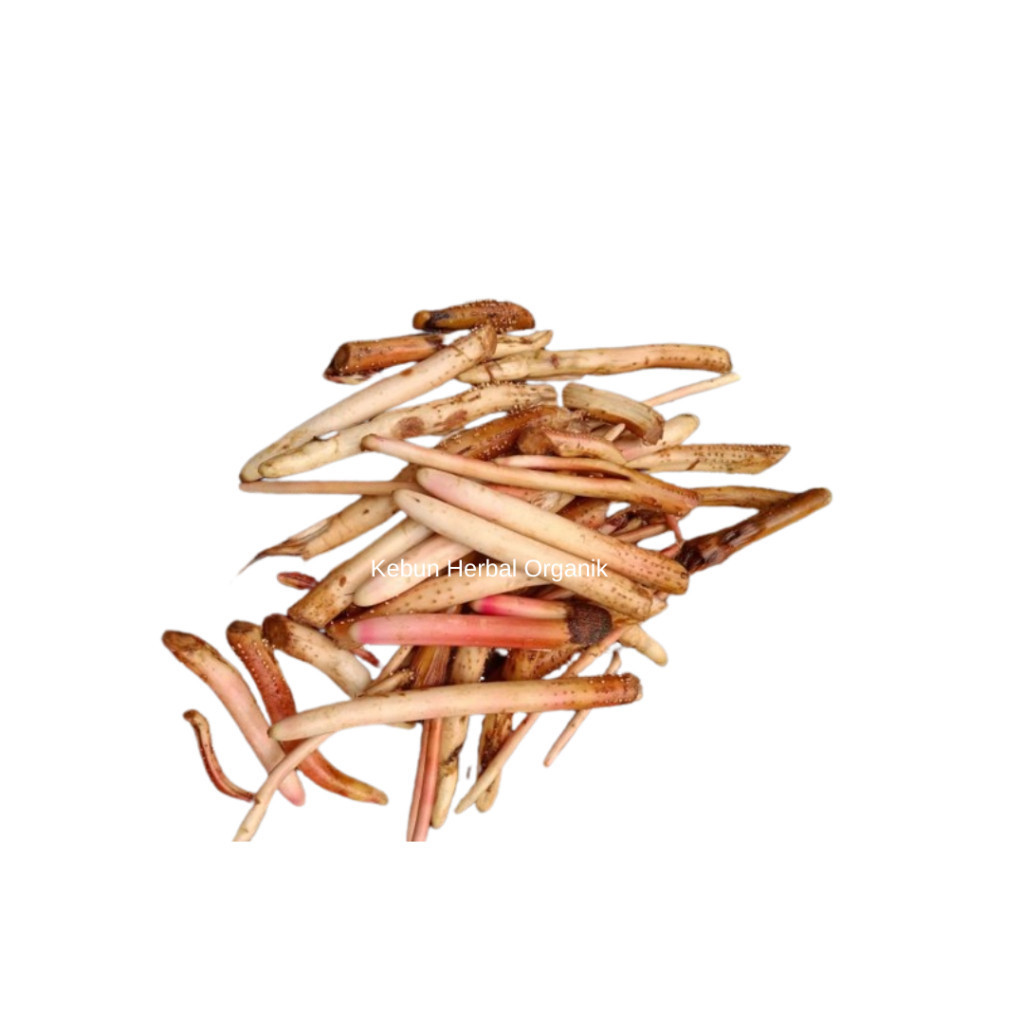 

Akar Pinang Segar 1kg