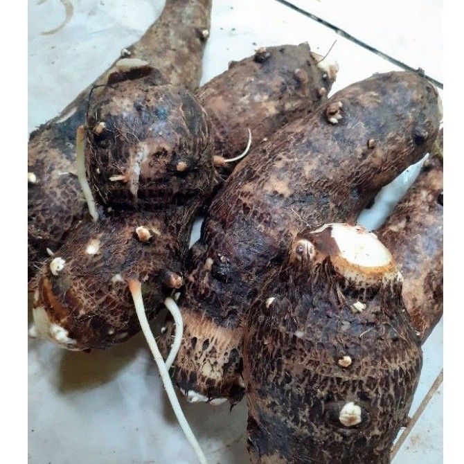 

promo umbi talas segar 1kg pulen fresh