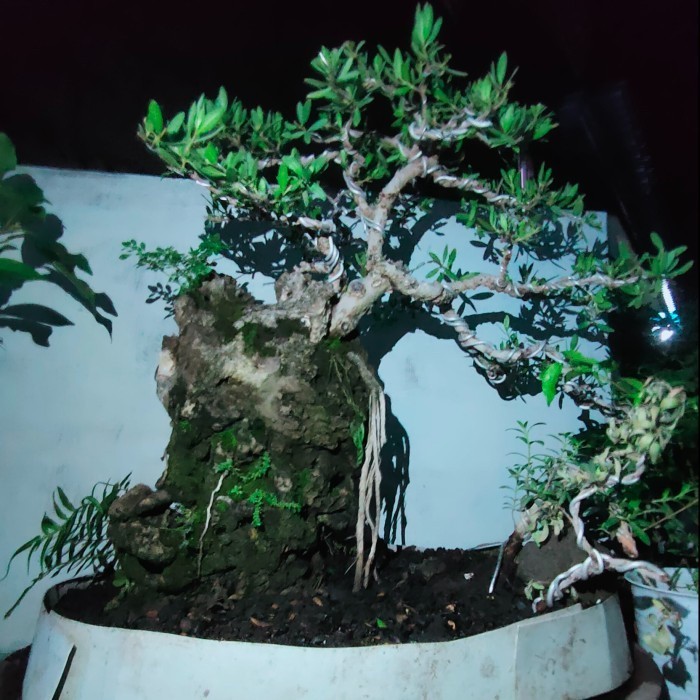 Tanaman Bonsai Santigi On The Rock Gratis POT UK 60cm Peking Kayu Free