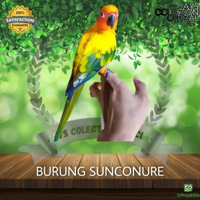 BURUNG SUNCONURE