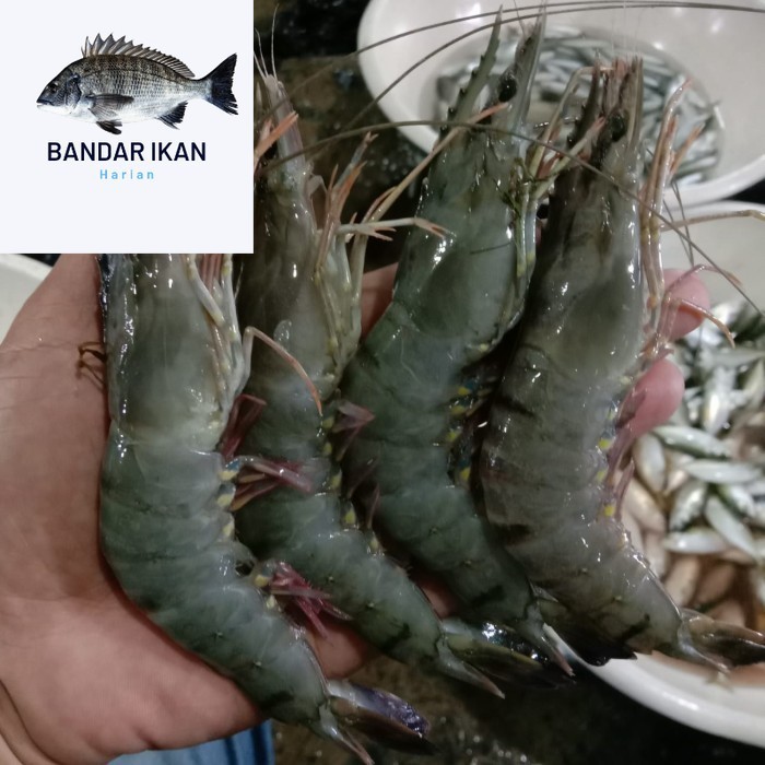 

Udang Windu Size 25/30 Udang Segar Fresh Dan Berkualitas