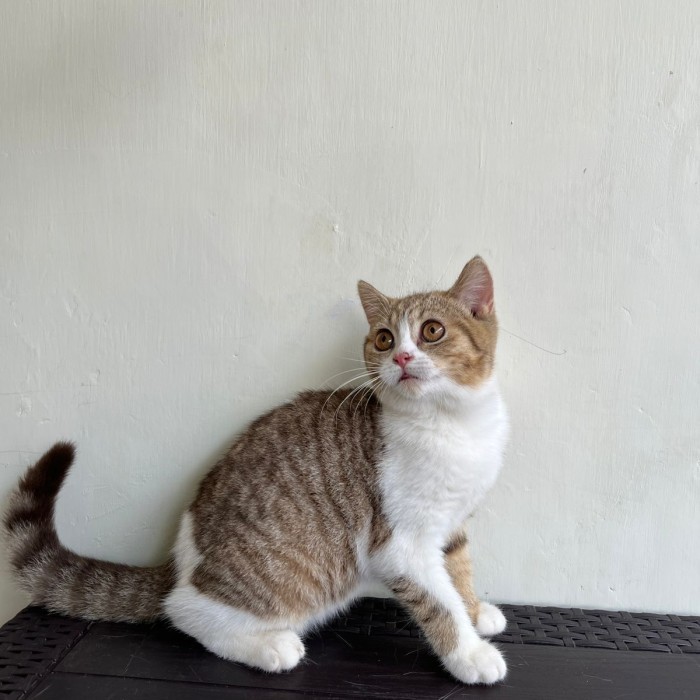 kucing british shorthair bsh non ped bicolor jantan male
