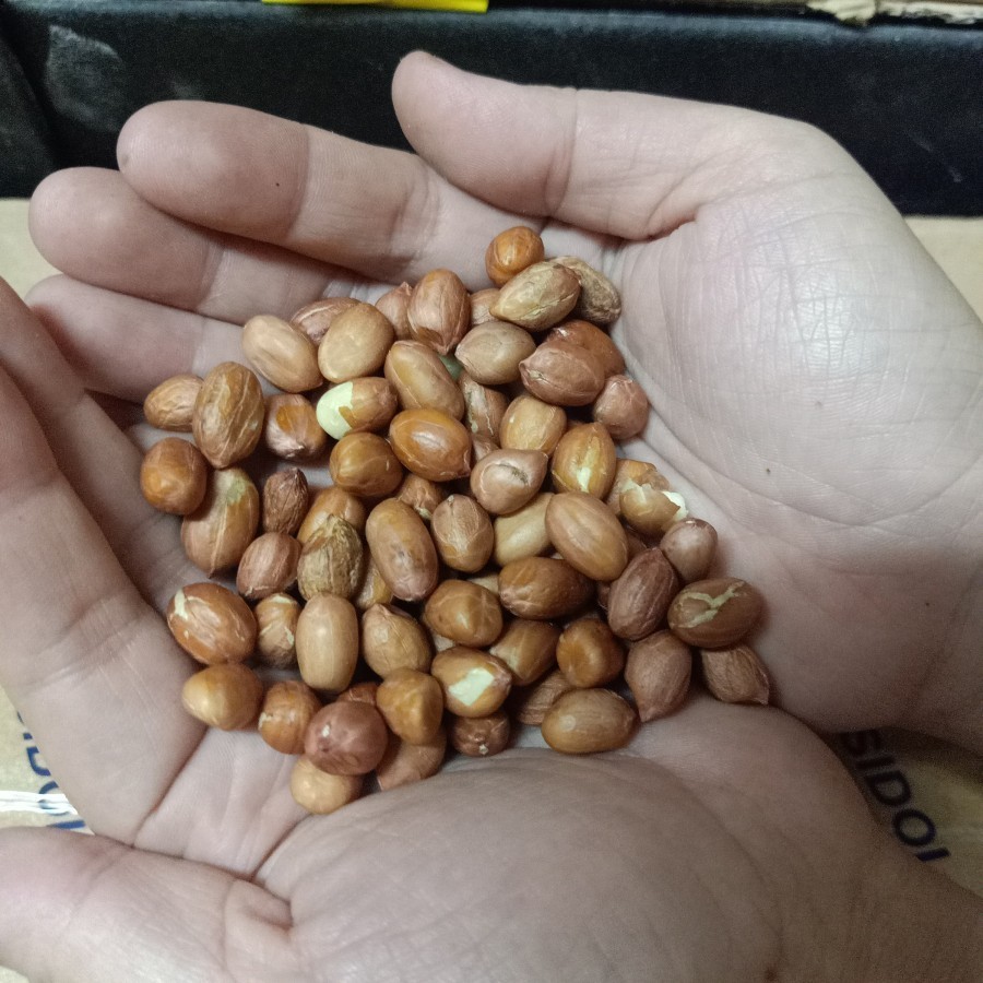 

Kacang Tanah Mentah 5 Kg