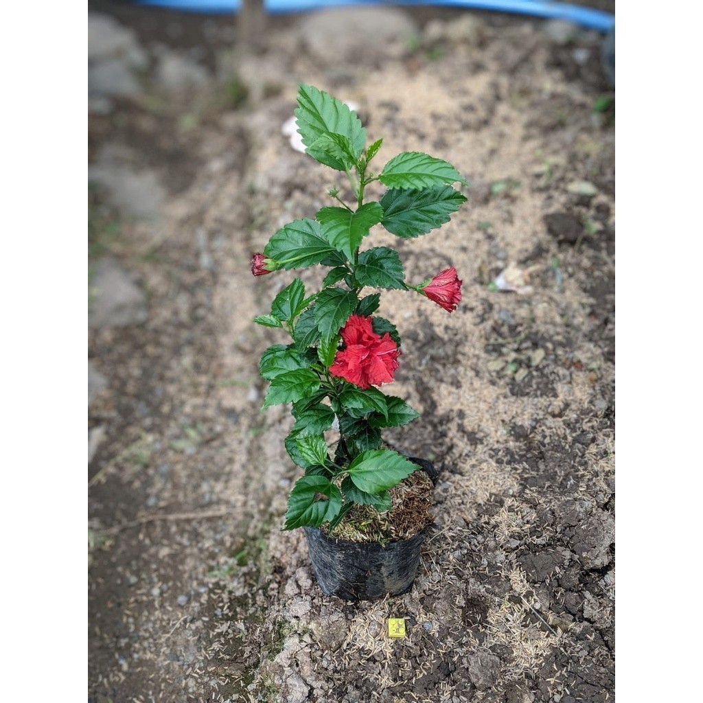 Tanaman Hias Bunga sepatu merah Bali / pucuk arjuna