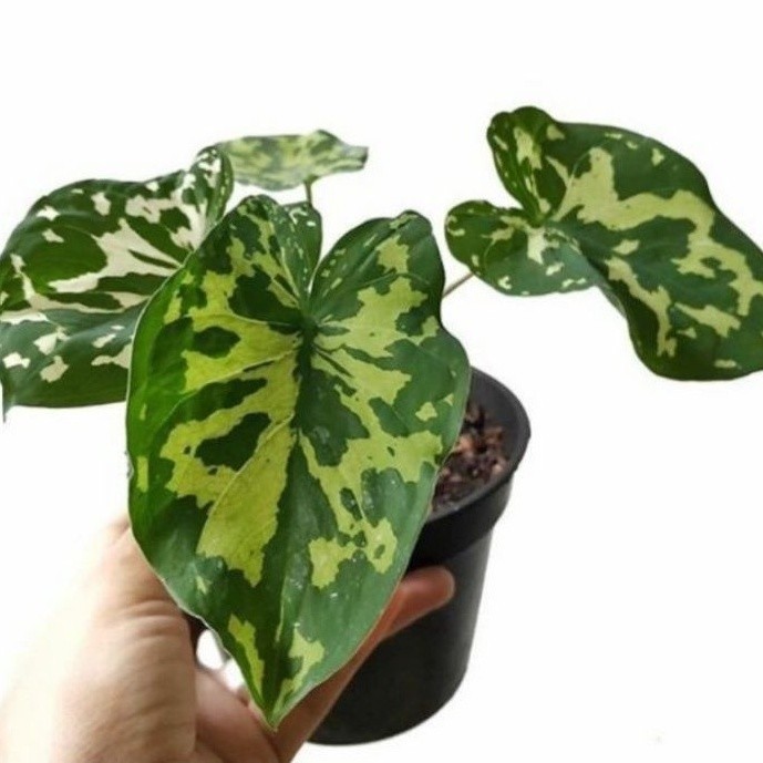 -> ( BISA COD ) TERMURAH Bunga Hias Keladi Red Star & Keladi Army Loreng Tanaman Hias Hidup Caladium