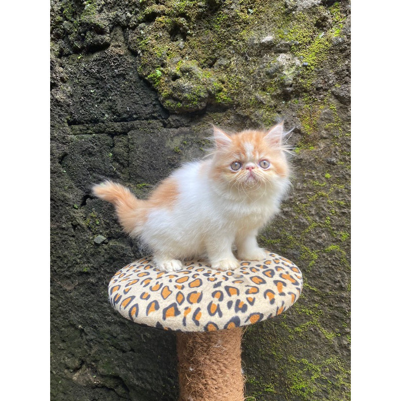Promo diskon 65% kucing persia peaknose