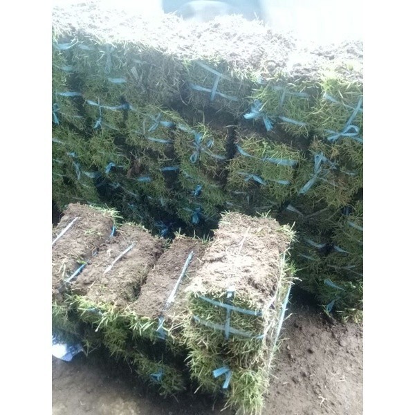 Rumput Gajah Mini & Rumput Jepang