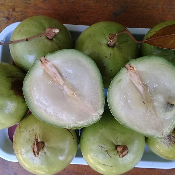 bibit tanaman buah kenitu hijau