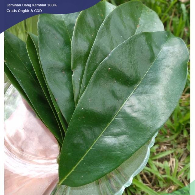 

Daun sirsak segar/fresh 100lembar