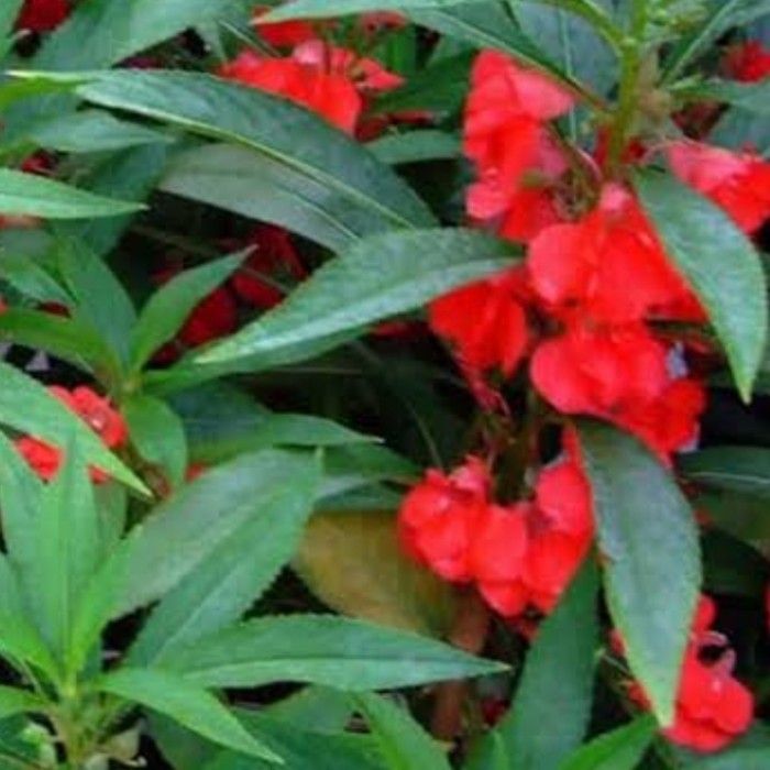 Tanaman hias pacar air bunga merah muda