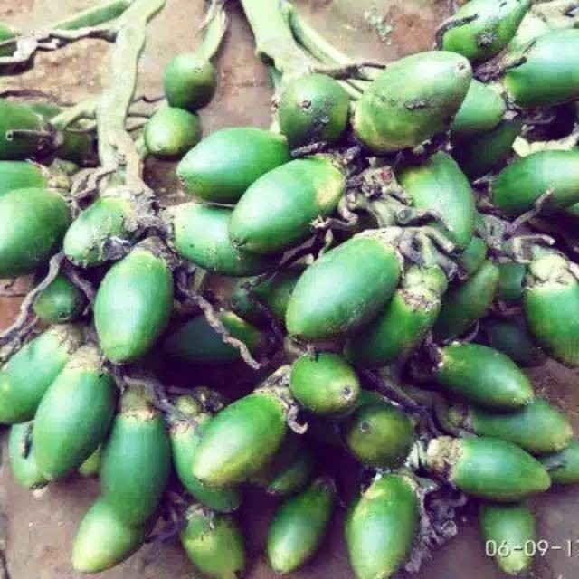 

Promo Buah pinang jambe muda 1 kg buah pinang muda segar