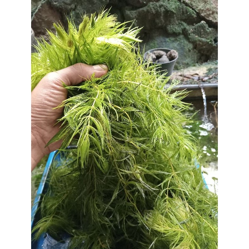 Ekor Tupai tanaman air