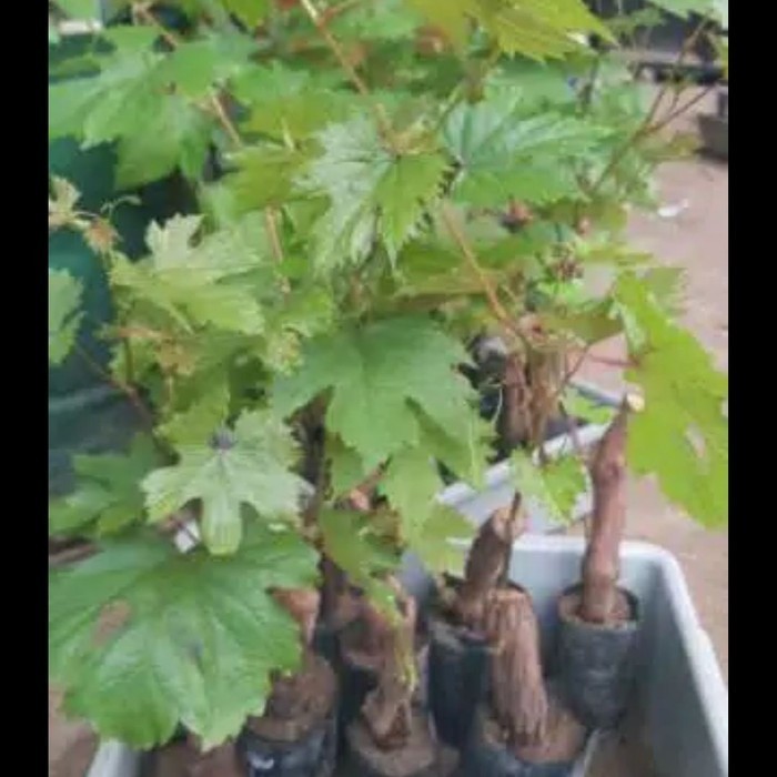 bibit tanaman anggur import Carnival original+batang besar