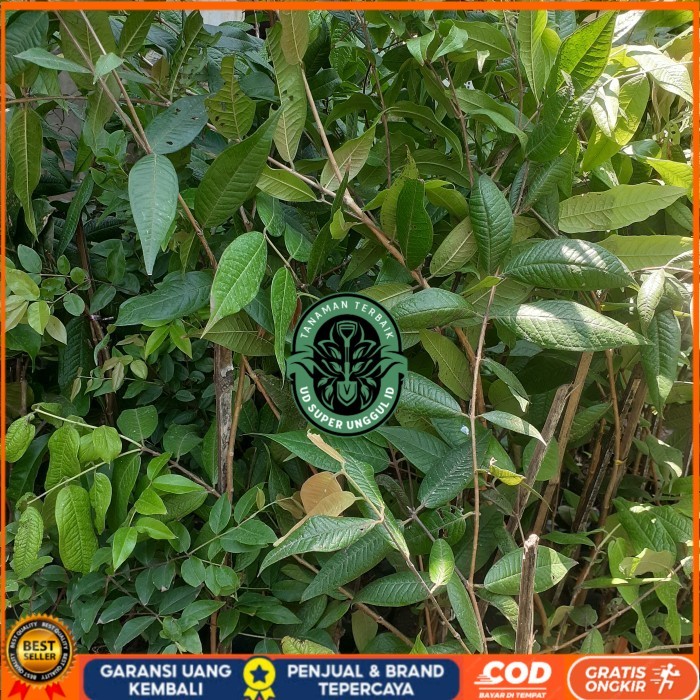 Bibit Anggur Pohon Brazil Putih | White Jaboticaba Langka Berkualitas Bibit Tanaman valid UD SUPER U