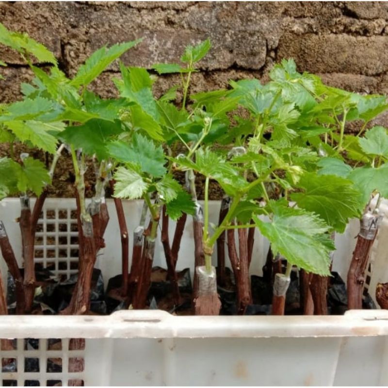 Bibit Tanaman Buah Anggur Lokal-Bibit Anggur Lokal