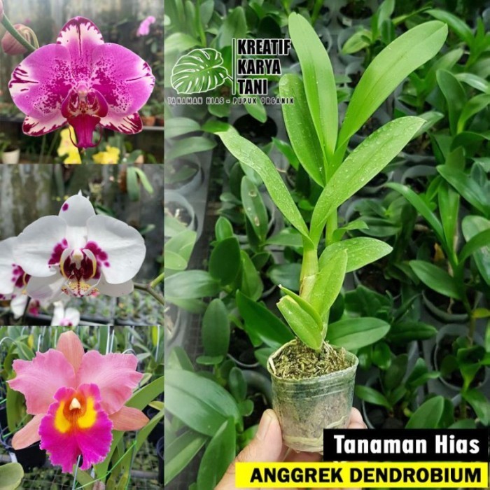 Tanaman hias anggrek dendrobium - Anggrek dendrobium - ANGGREK