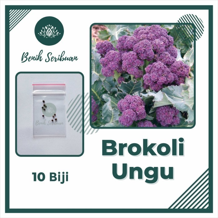10 Benih Brokoli Ungu F1 Bibit Tanaman Sayuran Purple Broccoli Besar - BROKOLI UNGU
