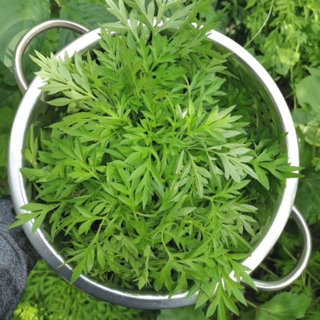 100 Biji - Benih Bibit sayuran KENIKIR lokal untuk sayur lalap, urap-urap dll