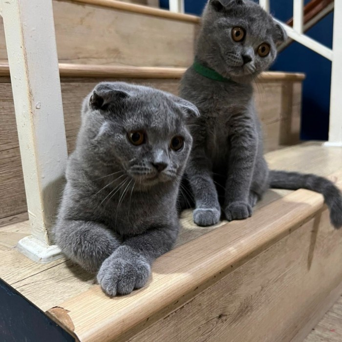 bsh / scottish fold kucing blue