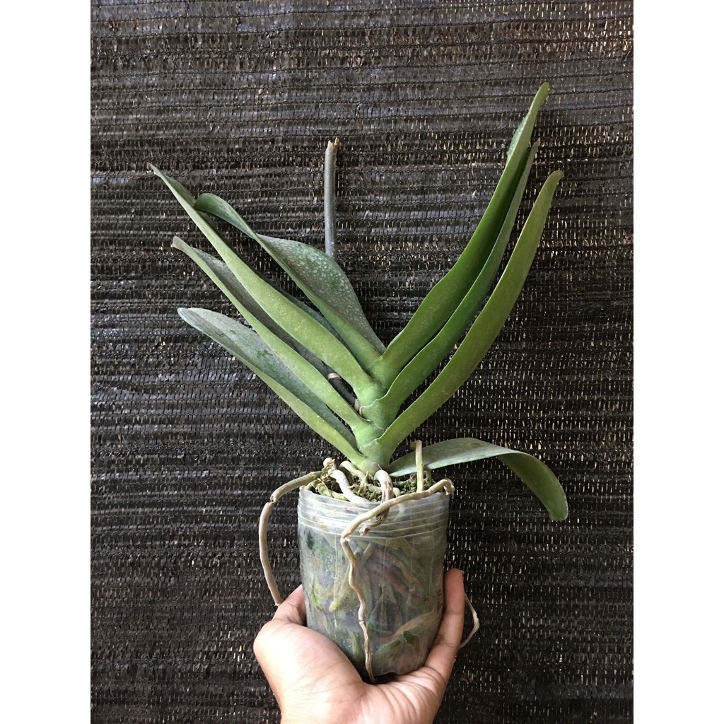 Anggrek Bulan Dewasa Premium Pasca Bunga