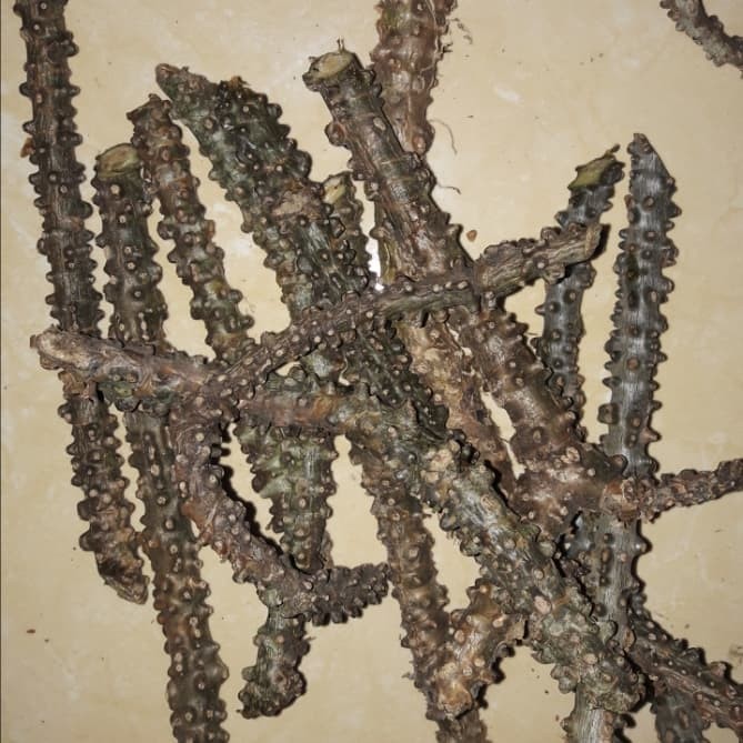 

Hafika Brotowali Antawali Jamu Pahitan Herbal Organik Fungsi Antioksidan