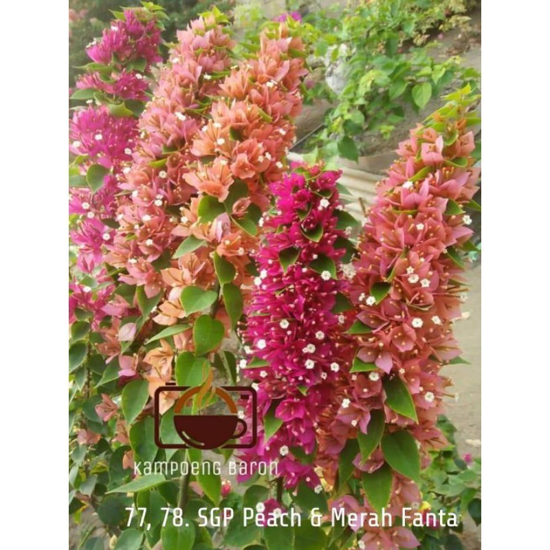 Bibit bougenville Singapore peach ori