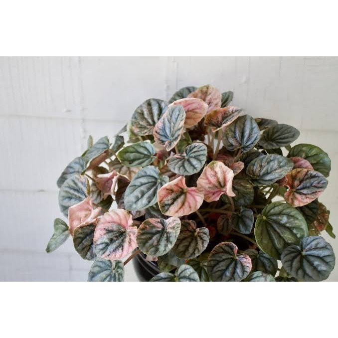 Tanaman Hias Peperomia caperata pink lady varigata variegata - Pink Variegata Peperomia