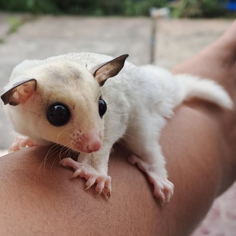 (COD) Sugar Glider Joey Varian Mozaik/Mainan anak