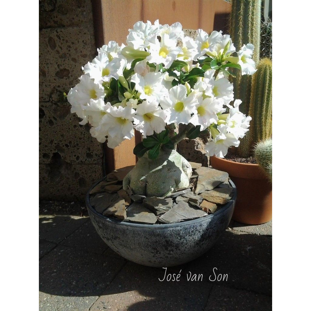 Adenium bunga tumpuk bunga putih-tanaman hidup