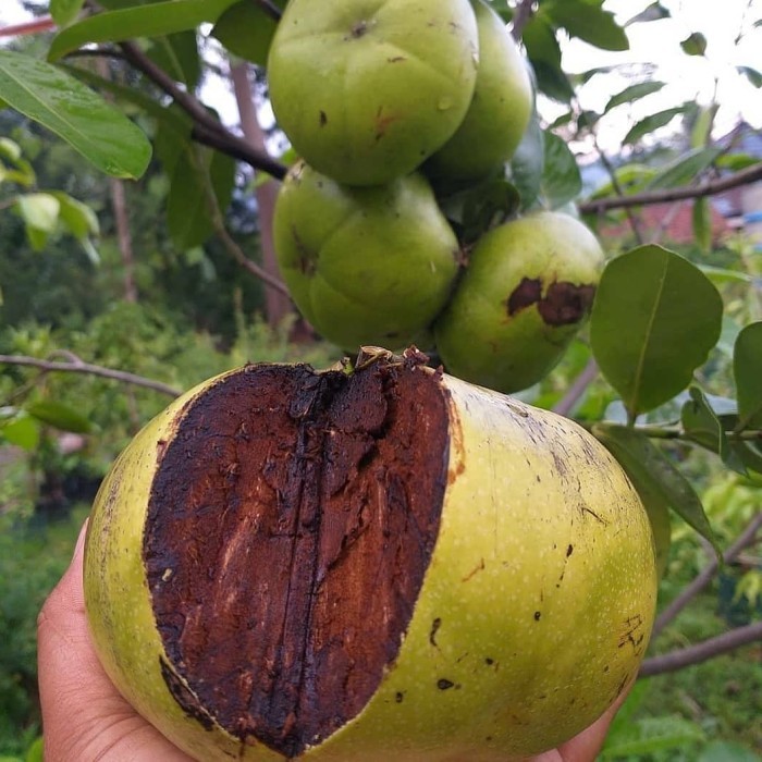 bibit black sapote