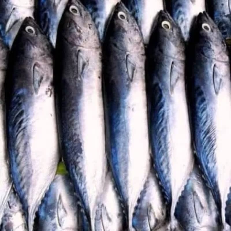 

Ikan Tongkol Fresh Frozen Segar Murah