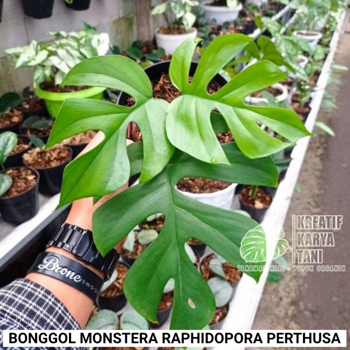 Bonggol monstera raphidopora perthusa - Bonggol monstera
