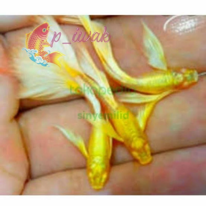 Promo packing ikan Guppy albino gold sepasang 2biji perlengkapan