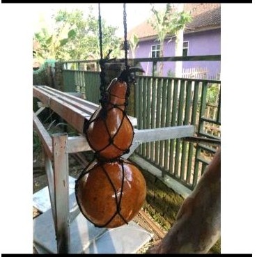 Labu botol kering kukuk botol kempis