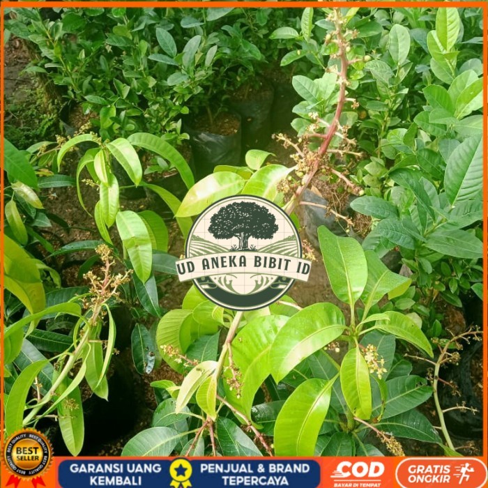 TANAMAN BUAH MANGGA SUDAH BERBUNGA JENIS KIOJAY,CHOKANAN,HARUM MANIS Bibit Tanaman Super Unggul UD A