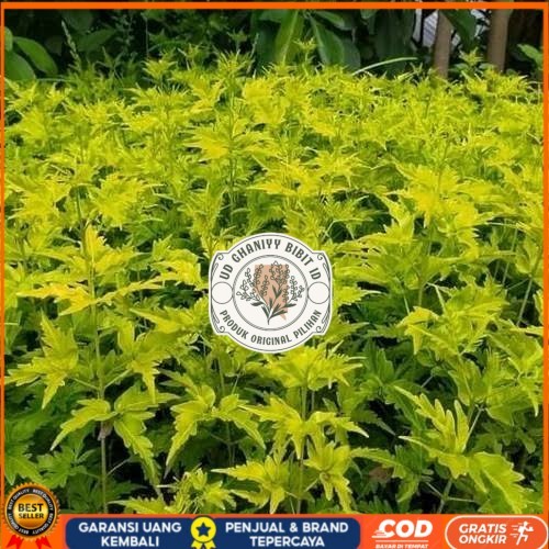 Bibit Cendana Bali Asli | Bibit Pohon Cendana Bali Wangi | Bibit Tanaman Cendana Bali Bibit Tanaman 