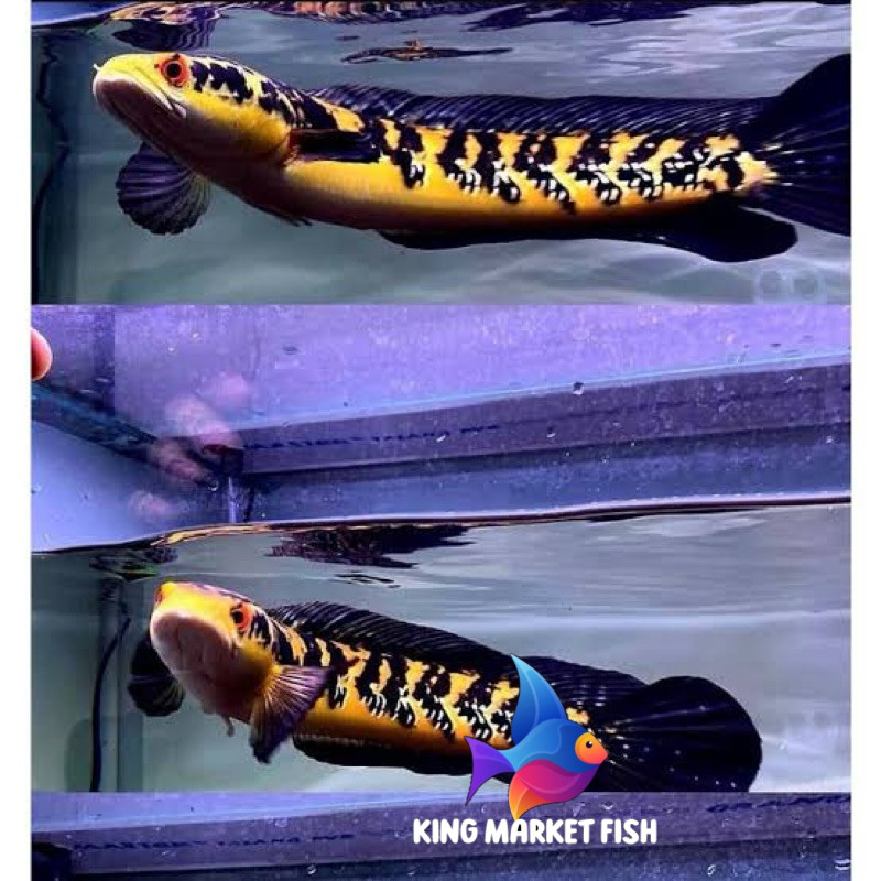 Pemanis aquarium Ys spek Display 25-30cm NON COD YA progres