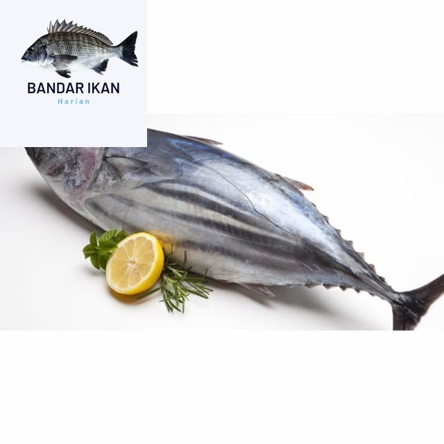 

Ikan Tongkol Cakalang Segar Fresh Dan Berkualitas