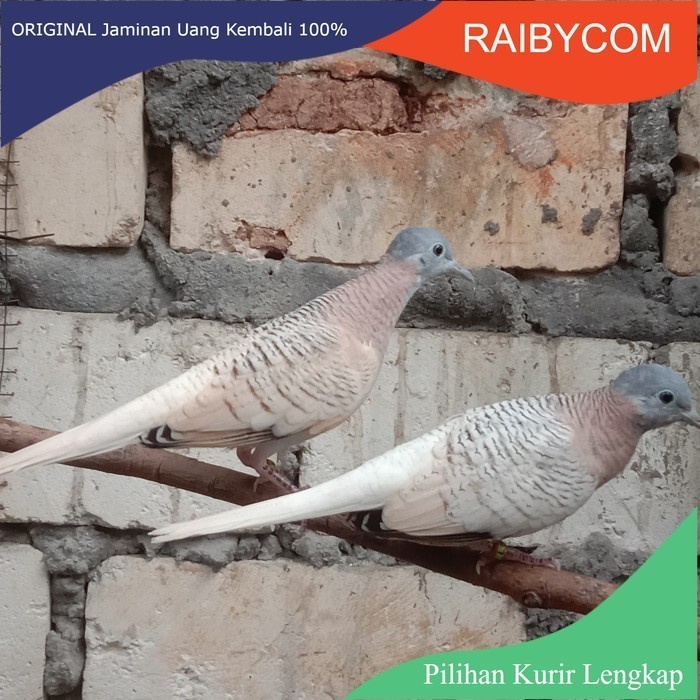 Burung Perkutut Udan Mas Golden Katuranggan Langka Manggung Istimewa