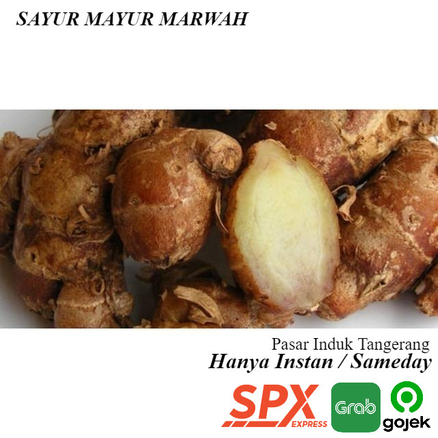

Grosir 100 gram Kencur Rempah Herbal Segar Murah