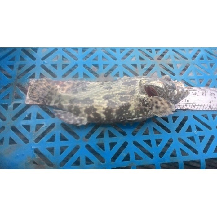 

Ikan kerapu macan hidup konsumsi